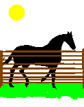 Horse in Arena